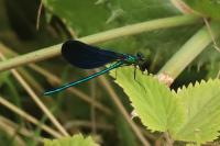 Calopteryx virgo