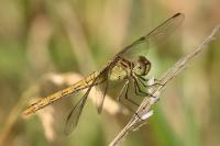 Sympetrum meridionale