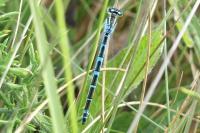 Coenagrion scitulum