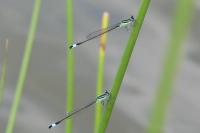 Ischnura elegans