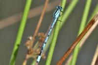 Enallagma cyathigerum