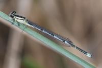 Erythromma lindenii