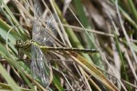 Stylurus flavipes
