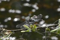 Leucorrhinia caudalis