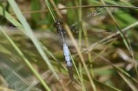 Orthetrum albistylum