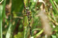 Oxygastra curtisii