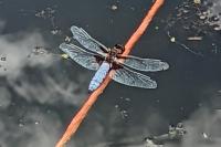 Libellula depressa