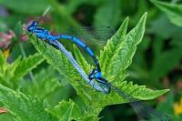Coenagrion puella