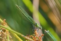 Calopteryx splendens