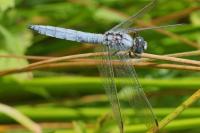Orthetrum brunneum