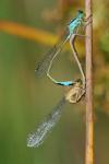 Ischnura elegans