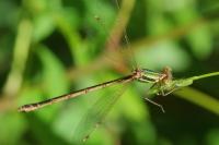 Lestes barbarus