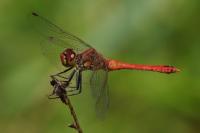 Sympetrum sanguineum
