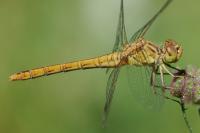 Sympetrum meridionale
