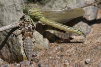 Stylurus flavipes