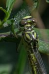 Stylurus flavipes
