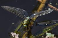 Anax imperator