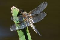 Libellula quadrimaculata