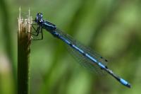 Coenagrion puella