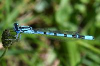 Enallagma cyathigerum