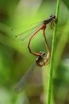 Ceriagrion tenellum