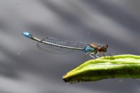 Erythromma viridulum