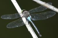 Anax parthenope