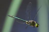 Somatochlora metallica