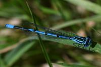 Coenagrion puella