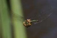 Somatochlora metallica