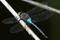 Anax parthenope