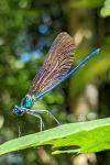Calopteryx virgo