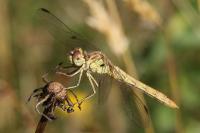 Sympetrum meridionale