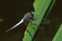 Orthetrum albistylum
