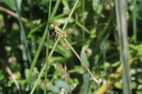Lestes barbarus