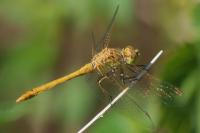 Sympetrum meridionale