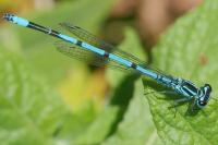 Coenagrion puella