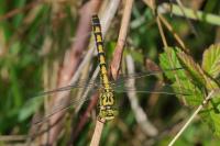 Onychogomphus forcipatus