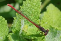 Ceriagrion tenellum