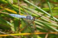 Orthetrum brunneum