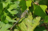 Gomphus pulchellus