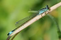 Ischnura elegans
