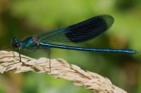 Calopteryx splendens