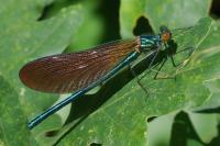 Calopteryx virgo