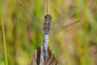 Orthetrum cancellatum