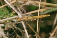 Orthetrum brunneum