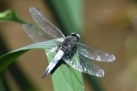 Libellula fulva