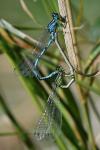 Coenagrion mercuriale