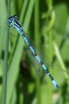 Coenagrion mercuriale