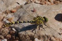 Onychogomphus forcipatus